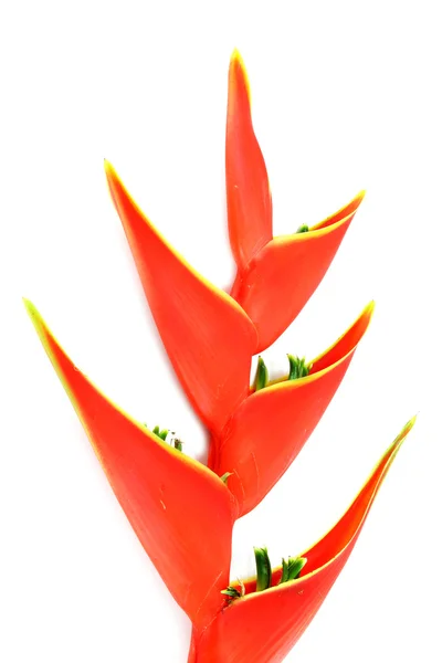 Bellissimo fiore Heliconia fioritura su sfondo bianco isolato . — Foto Stock