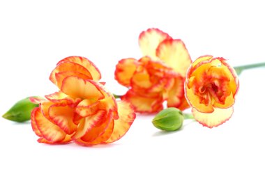 sprey karanfil çiçek kadar kapatın