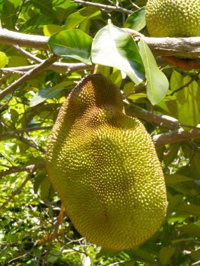 nefesi ağaç üzerinde