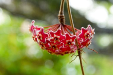 Close-up detail of a flowery wax plant or Hoya camosa (L.f.) R.B clipart