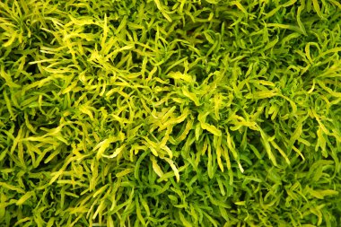 sierbomen groen park met de naam ming aralia. (polscias fruticosüs ağaçları ming aralia adlı park yeşil. (polscias frutico