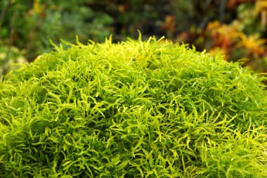 sierbomen groen park met de naam ming aralia. (polscias fruticosüs ağaçları ming aralia adlı park yeşil. (polscias frutico