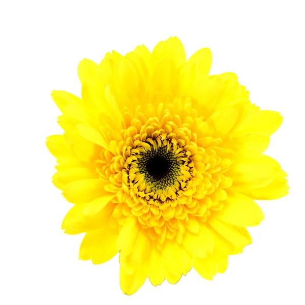 Marguerite africaine (gerbera) isolée sur blanc — Photo