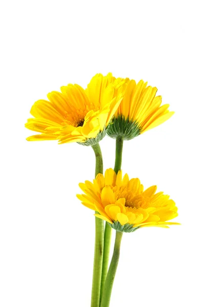 Afrikansk tusensköna (gerbera) isolerad på vit — Stockfoto