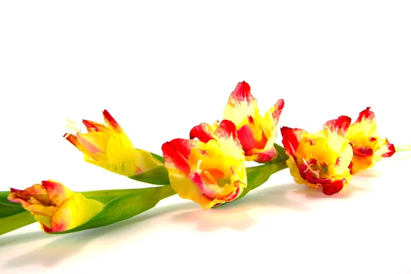 Branche de gladiole jaune-rose sur fond blanc gros plan — Photo