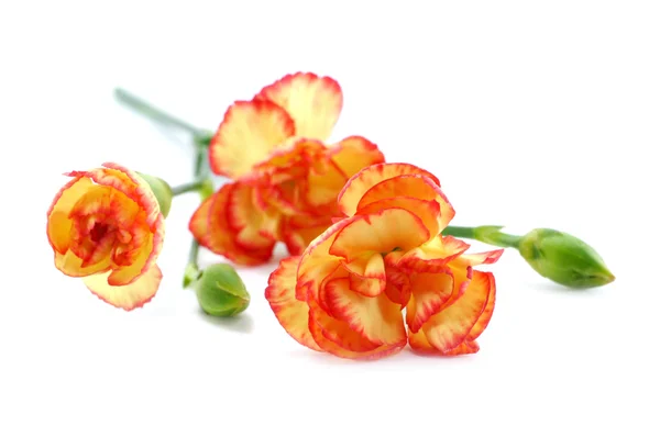 Vicino spray garofano fiore — Foto Stock