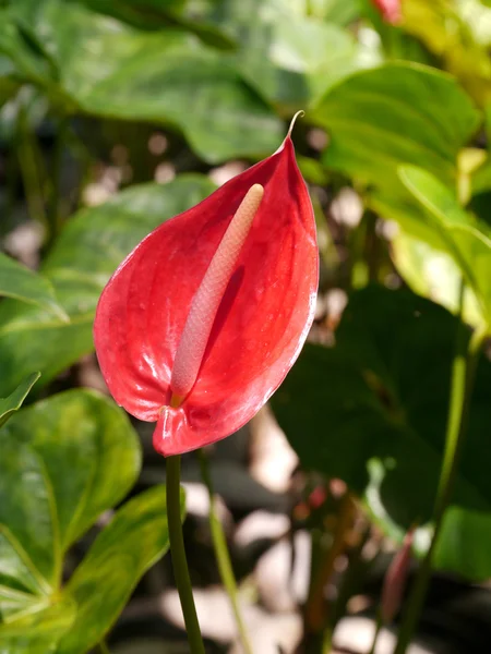 Красный Антуриум, Фламинго цветы в саду . — стоковое фото