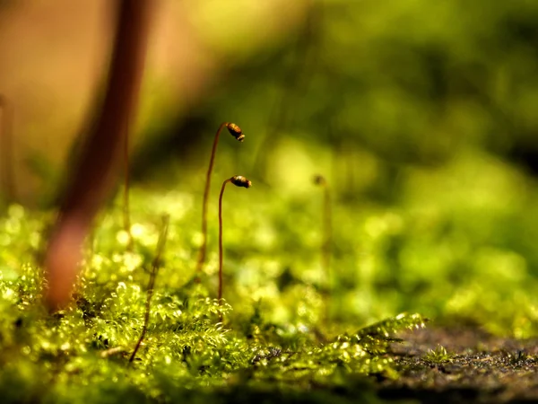 Bright green moss macro shot. — Stock Photo, Image