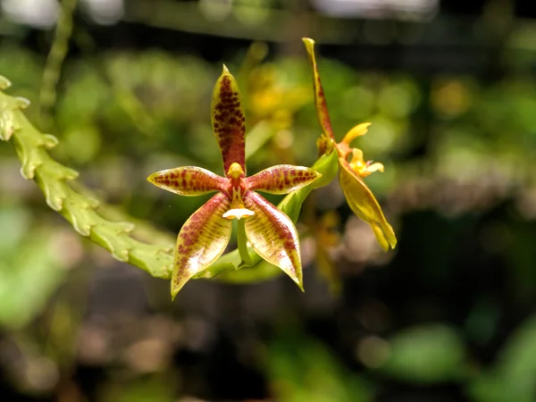 Phaleanopsis cornucervi Orchid. — Stock Photo, Image