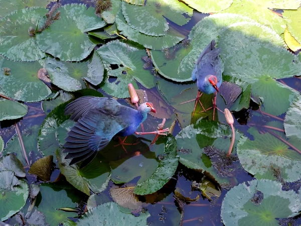 Jacana białogardła ptak w Jezioro Lotosu, Tajlandii. — Zdjęcie stockowe
