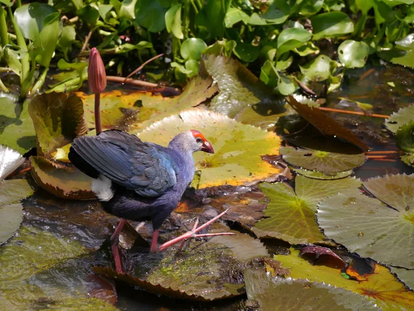 Lotus Gölü, Tayland güneyinde bronz kanatlı jasana kuş. — Stok fotoğraf