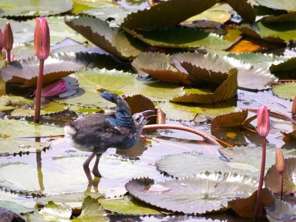 Pájaro Jacana de alas de bronce en lago de loto, al sur de Tailandia . — Foto de Stock