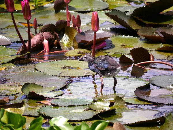 Lotus Gölü, Tayland güneyinde bronz kanatlı jasana kuş. — Stok fotoğraf