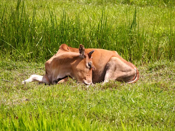 Mucche addormentate nel prato . — Foto Stock