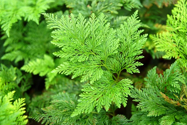 Feuilles de fougère — Photo