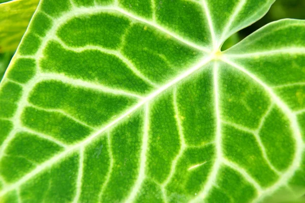 Groene en witte strepen op de bladeren. — Stockfoto