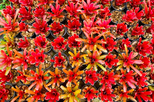 Güzel renkli yeşillik bromeliad tesisi — Stok fotoğraf
