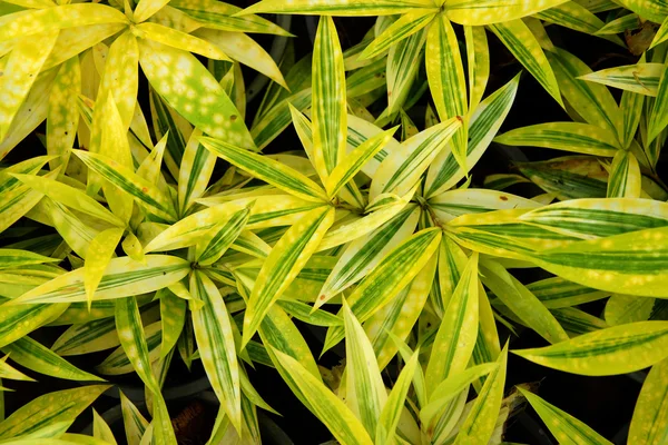 Foliage leaves of dracaena, Gold-dust dracaena or Spotted dracae — Stock Photo, Image