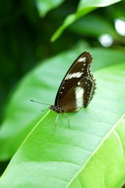 Yeşil yapraklı kelebek.