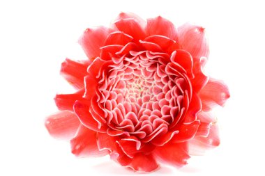 etlingera elatior beyaz zemin üzerine kırmızı tropikal çiçek.