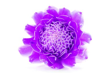 etlingera elatior beyaz zemin üzerine kırmızı tropikal çiçek.