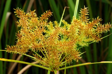 cyperus odoratus l. (papirüs çiçek)