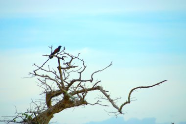 Kuru dallar üzerinde yalnız kuş.