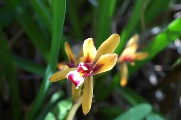 Hermosa flor de orquídea de Cymbidium finlaysonianum en los frentes —  Fotos de Stock