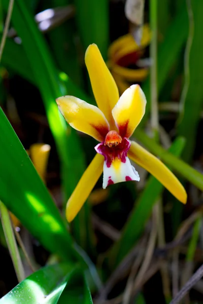 Hermosa flor de orquídea de Cymbidium finlaysonianum en los frentes —  Fotos de Stock