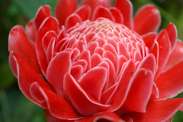 Tropische rote Blume von etlingera elatior im Garten. — Stockfoto