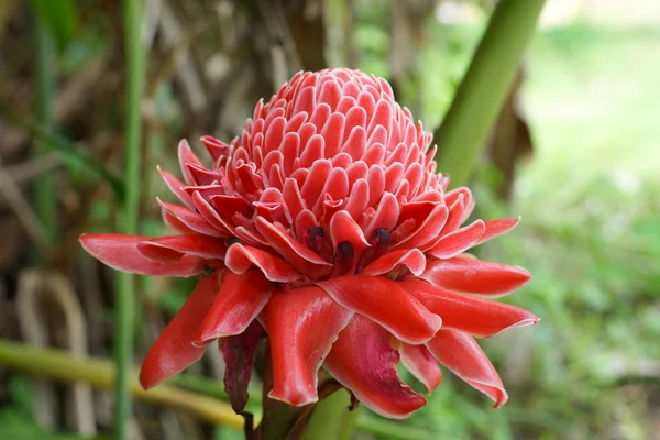 Flor vermelha tropical de etlingera elatior no jardim . — Fotografia de Stock