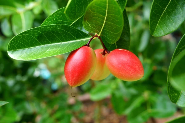 Super fruit, Nom scientifique Carissa carandas Linn . — Photo