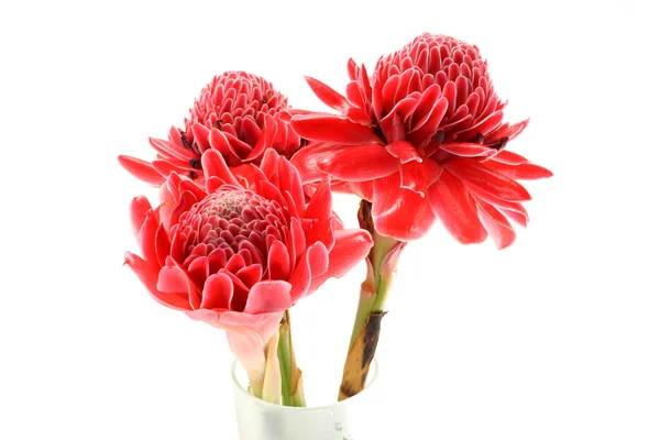 Tropical Red flower of etlingera elatior on white background. — Stock Photo, Image
