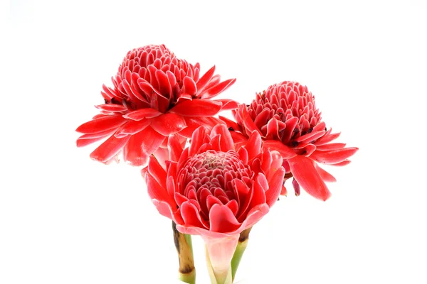 Tropical Fleur rouge d'etlingera elatior sur fond blanc . — Photo