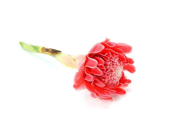 Tropikalny czerwony kwiat etlingera wyniosła na białym tle. — Zdjęcie stockowe