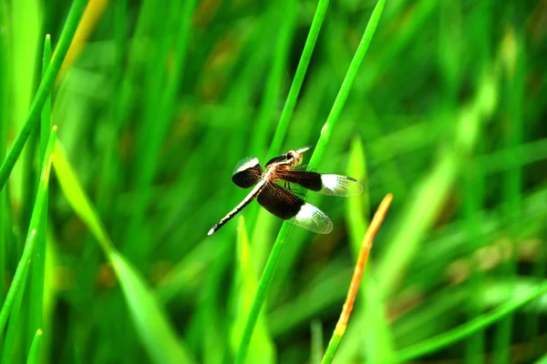 Libélula no jardim. — Fotografia de Stock