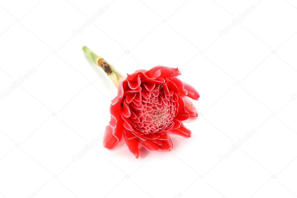 Flor roja exótica fotos de stock, imágenes de Flor roja exótica sin  royalties | Depositphotos