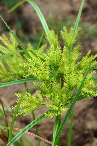 Květina cyperus odoratus l. (papyrus) — Stock fotografie