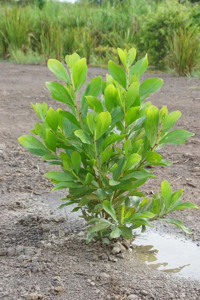 Bitkilerin endüstriyel uygulamalar için. (akasya mangium willd.) — Stok fotoğraf