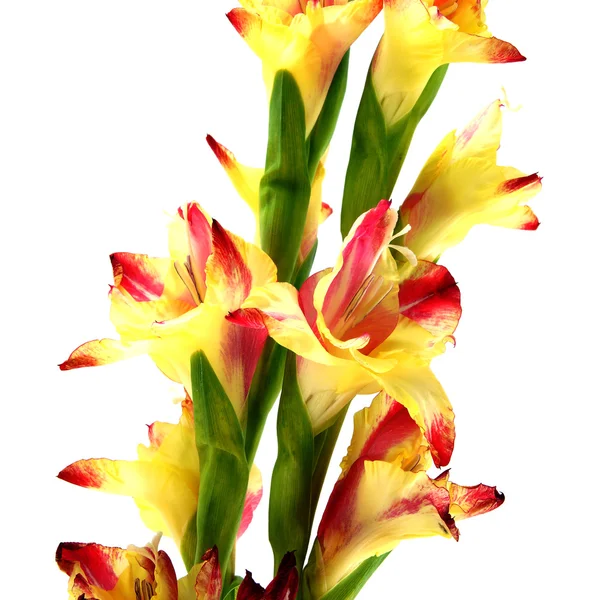 Branch of yellow-red gladiolus on white background. — Stock Photo, Image