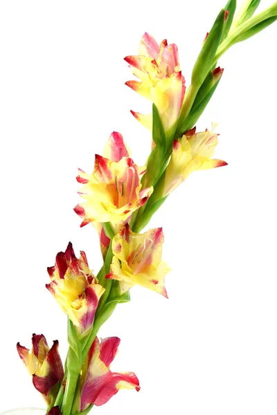 Branch of yellow-red gladiolus on white background. — Stock Photo, Image