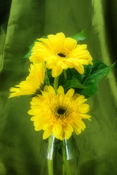 Sarı güller (gerbera) yeşil kumaş zemin. — Stok fotoğraf
