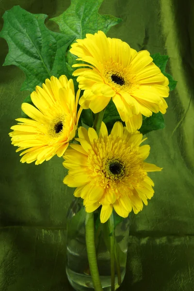 Yellow African daisy (gerbera) on green fabric background. — Stock Photo, Image