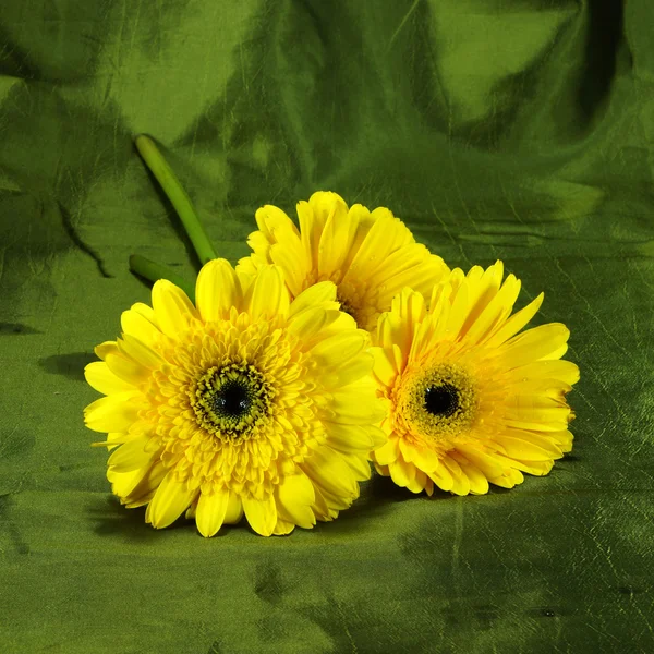 Gelbes afrikanisches Gänseblümchen (Gerbera) auf grünem Stoffhintergrund. — Stockfoto