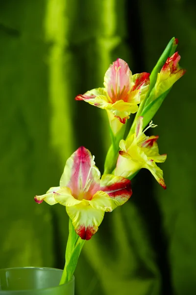 Branch of yellow-red gladiolus on green fabric background. — Stock Photo, Image