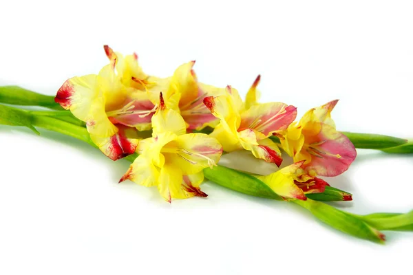 Branch of yellow-red gladiolus on white background. — Stock Photo, Image