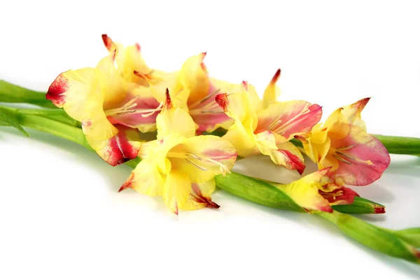 Branch of yellow-red gladiolus on white background. — Stock Photo, Image
