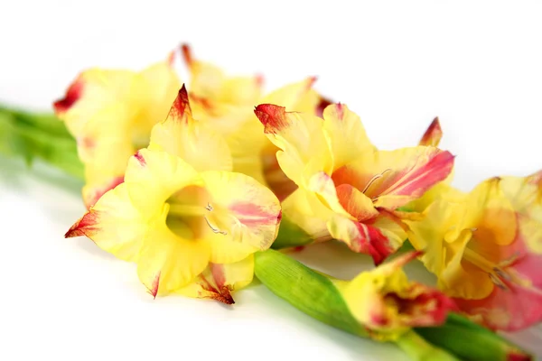 Branche de gladiole jaune-rouge sur fond blanc . — Photo