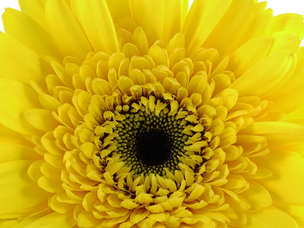 Marguerite africaine (gerbera) isolée sur fond blanc . — Photo