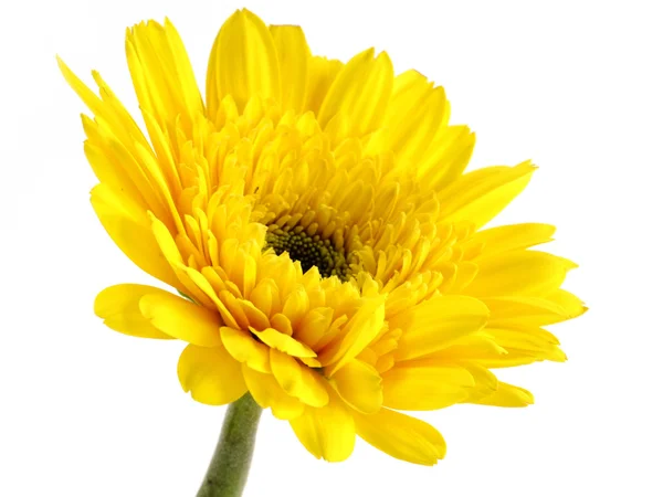 Marguerite africaine (gerbera) isolée sur fond blanc . — Photo